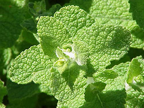 Cool, dry storage keeps Cozy Crib Apple Mint seeds fresh for next season.
