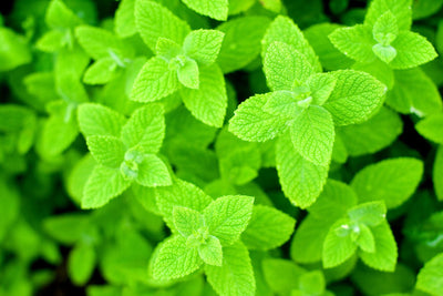 Cozy Crib Apple Mint seeds pack ready for spring planting in a home herb garden.