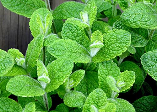 Sun and partial shade cues for Cozy Crib Apple Mint.