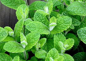 Sun and partial shade cues for Cozy Crib Apple Mint.
