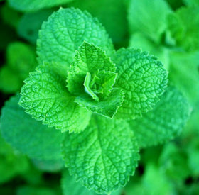Young Cozy Crib Apple Mint plants in a pot ready for transplanting.