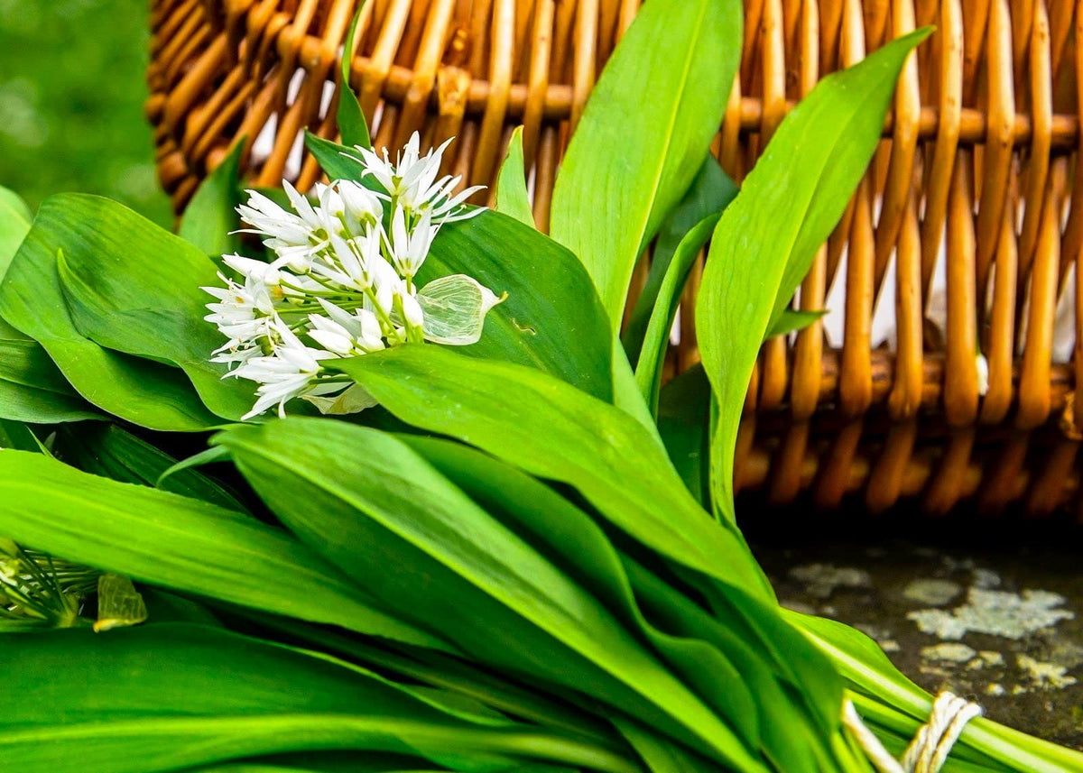 Cozy Crib Harvest leaves stems and bulbs for recipes