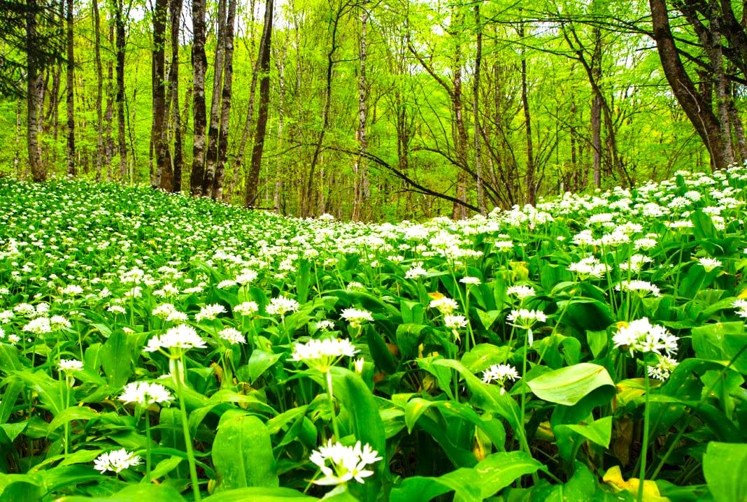 Cozy Crib Moist soil care for wild garlic ramsons