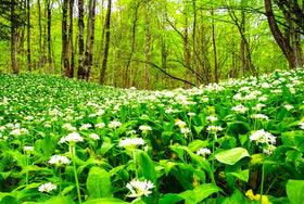 Cozy Crib Moist soil care for wild garlic ramsons