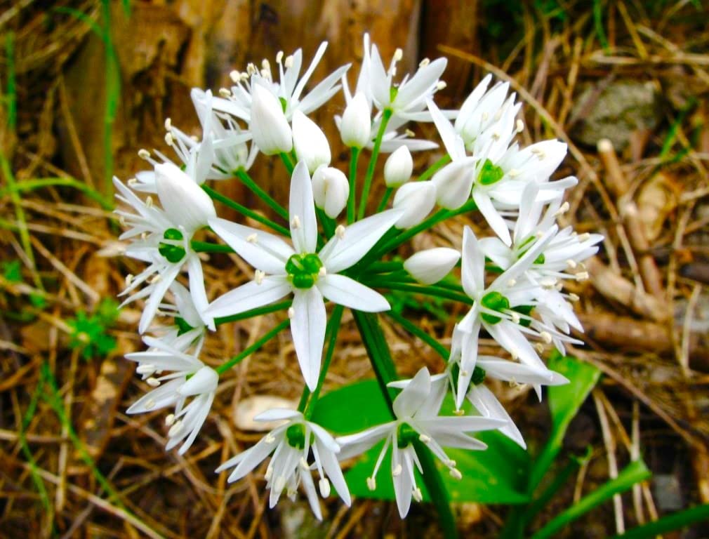 Cozy Crib Ramsons early planting guide for gardeners