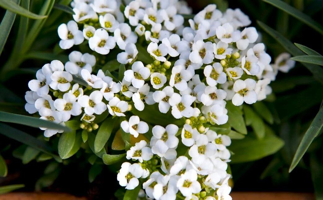 Cozy Crib border plants alyssum for edging and seasonal color.