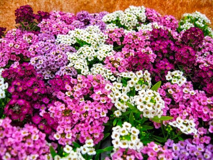 Cozy Crib compact-height alyssum ideal for small beds and borders.
