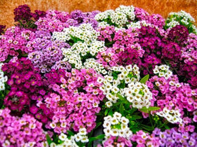 Cozy Crib compact-height alyssum ideal for small beds and borders.