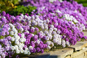 Cozy Crib seeds alyssum container garden brings color to patios and balconies.