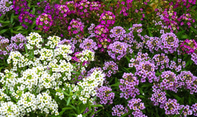 Cozy Crib alyssum fragrance close-up showing tiny white pink purple blossoms.