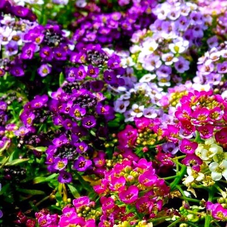 Cozy Crib alyssum ground cover creating a low fragrant carpet in sunny beds.