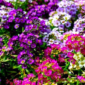 Cozy Crib alyssum ground cover creating a low fragrant carpet in sunny beds.