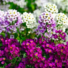 Cozy Crib alyssum hanging basket adds fragrance and color from a compact plant.