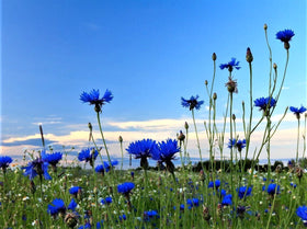Cozy Crib Blue Cornflower grows up to 30 inches tall
