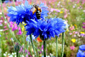 Cozy Crib Bachelor’s Buttons bloom along a sunny border