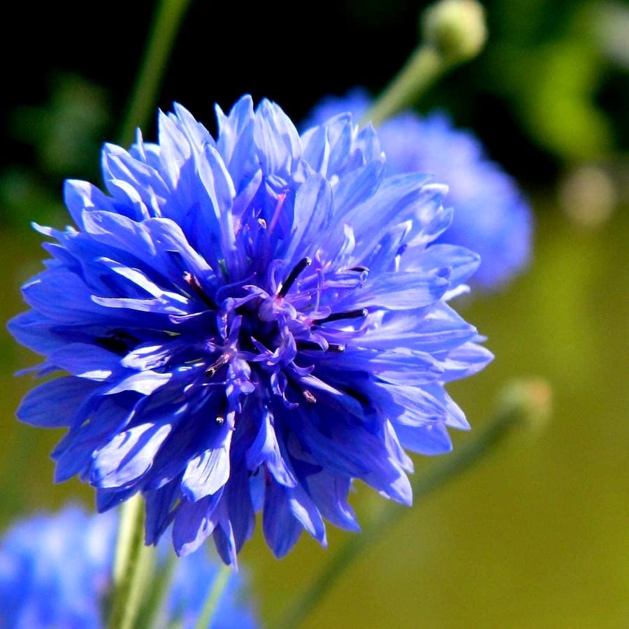 Cozy Crib Blue Cornflower thriving in container gardening