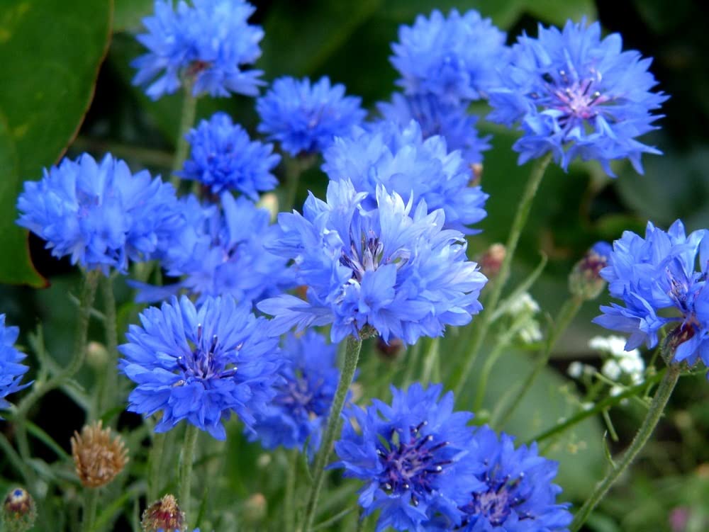 Cozy Crib Blue Cornflower deadheading to extend bloom