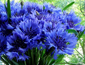 Cozy Crib Blue Cornflower in a garden bed attracting pollinators