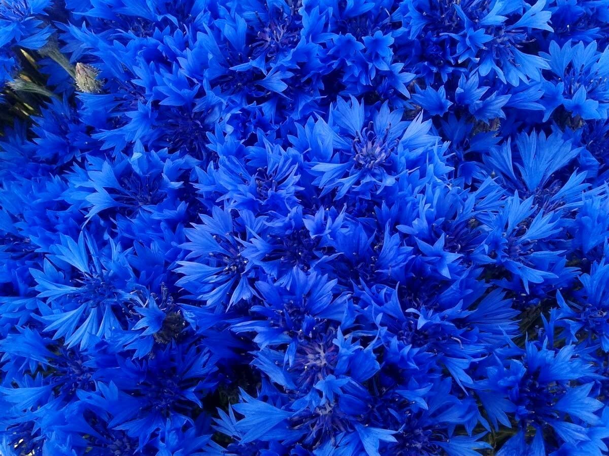 Cozy Crib Blue Cornflower germination in moist soil