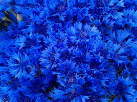 Cozy Crib Blue Cornflower germination in moist soil