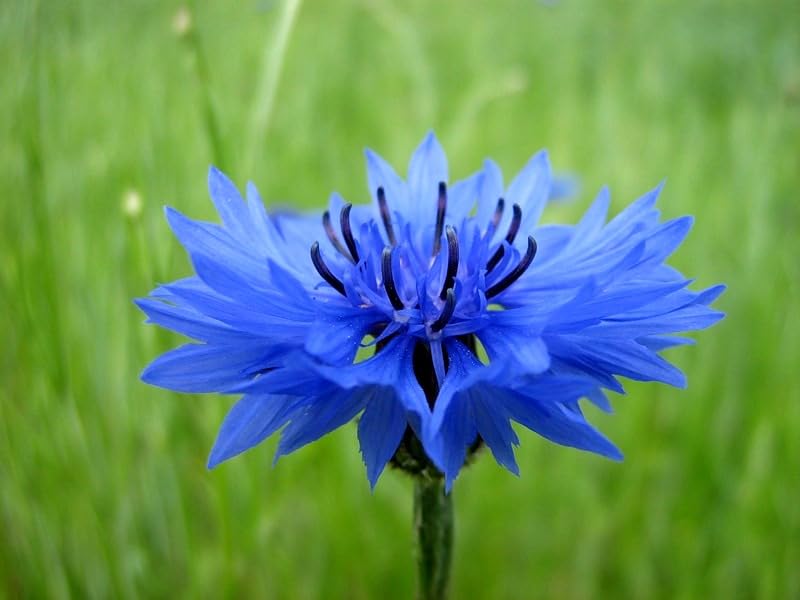 Cozy Crib Non-GMO Blue Cornflower seeds for gardens