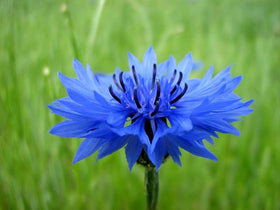 Cozy Crib Non-GMO Blue Cornflower seeds for gardens