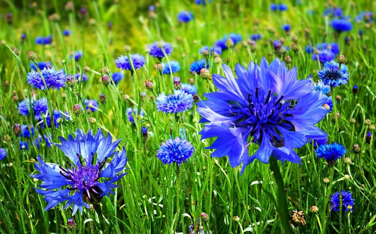 Cozy Crib Blue Cornflower attracts pollinators in gardens
