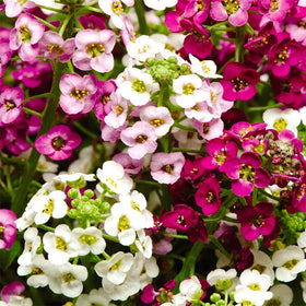 Cozy Crib Seeds Sweet Alyssum mix pack showing vibrant color variety for borders.
