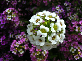 Cozy Crib Sweet Alyssum multicolor flowers adding charm to borders and containers.