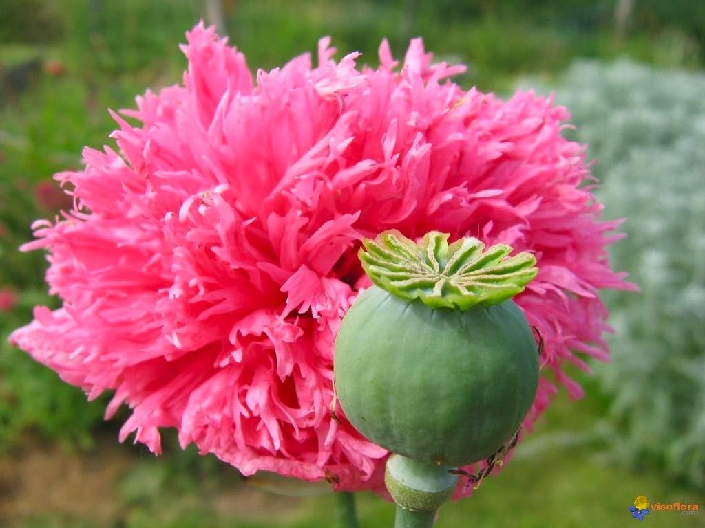 Cozy Crib Terry Poppy Mix tall stems for borders