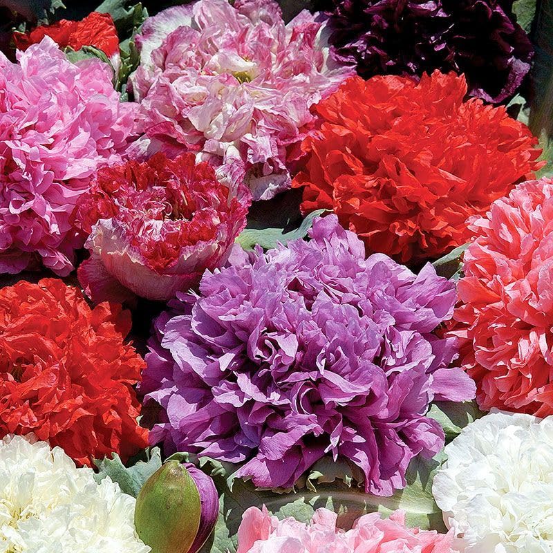 Cozy Crib Terry Poppy Mix direct sow-ready in spring