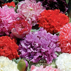 Cozy Crib Terry Poppy Mix direct sow-ready in spring