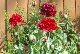 Cozy Crib Terry Poppy Mix drought-tolerant once established
