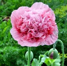 Cozy Crib Terry Poppy Mix vibrant color for sunny beds