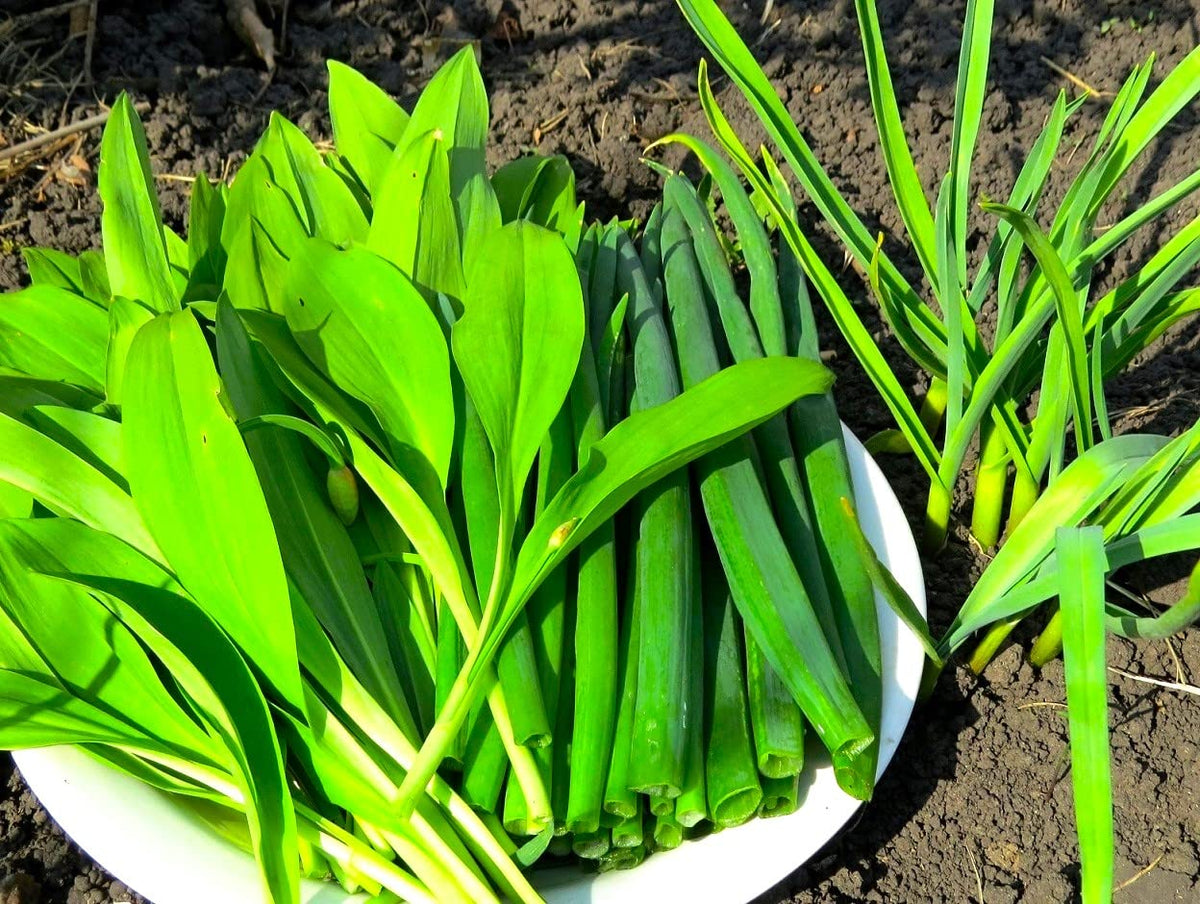 Cozy Crib Wild Onion garlic aroma in garden context