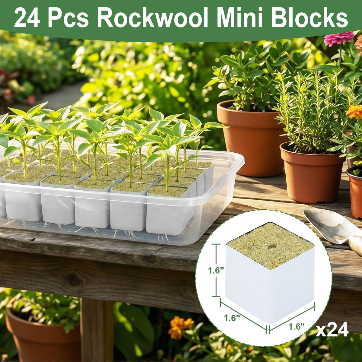 CrazyTerra Rockwool Cubes 1.5 inch ideal for cloning with healthy roots
