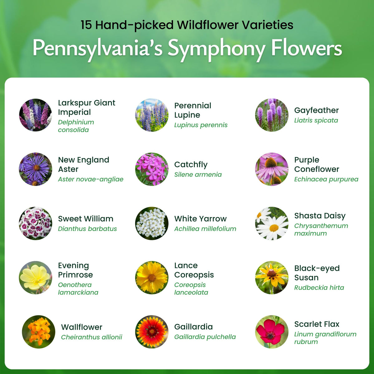 Created By Nature 50k seeds USA-sourced wildflower blend for reliable germination.