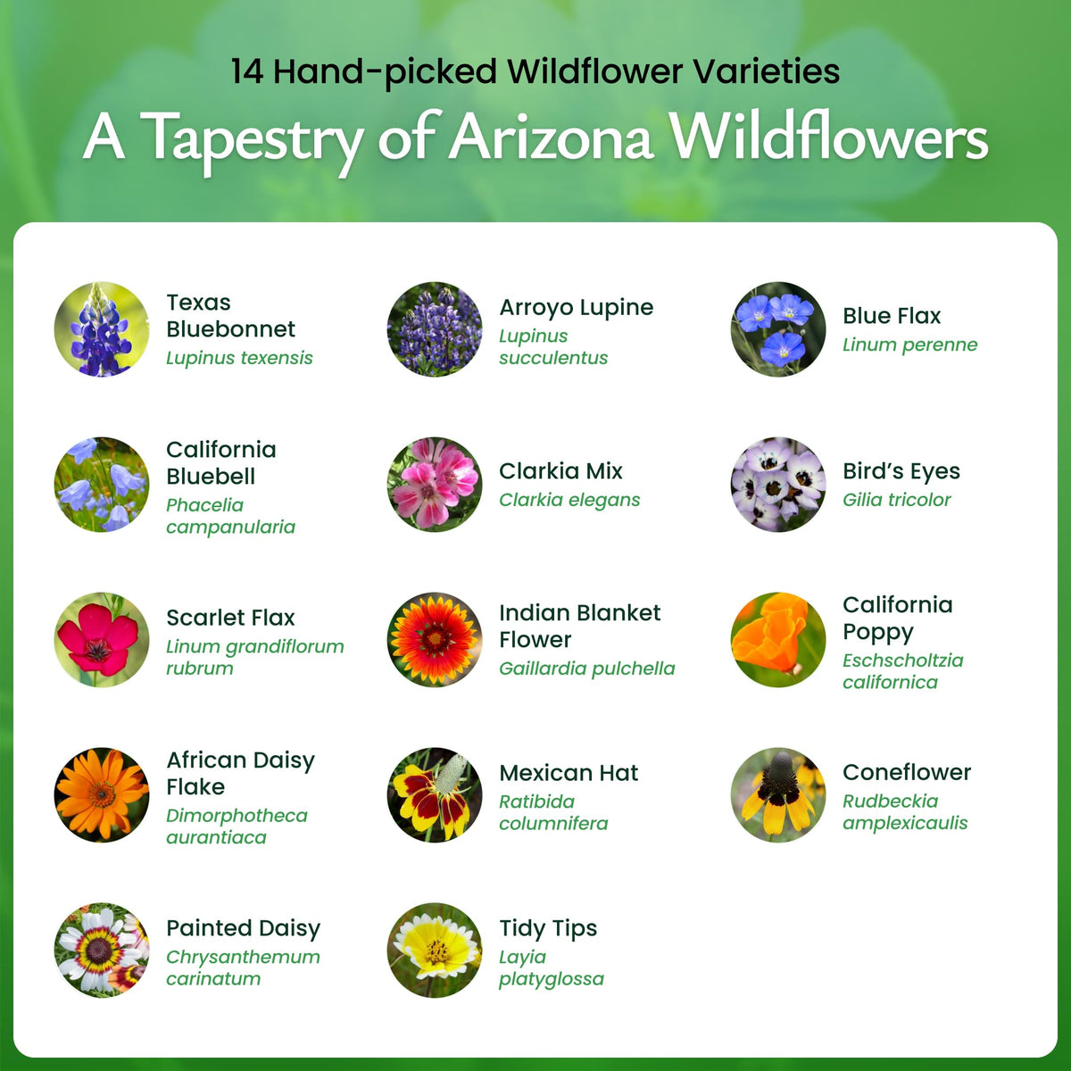 Created By Nature Arizona Wildflower Seed Mix coneflower bloom supports pollinator-friendly landscapes