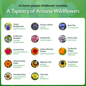 Created By Nature Arizona Wildflower Seed Mix coneflower bloom supports pollinator-friendly landscapes