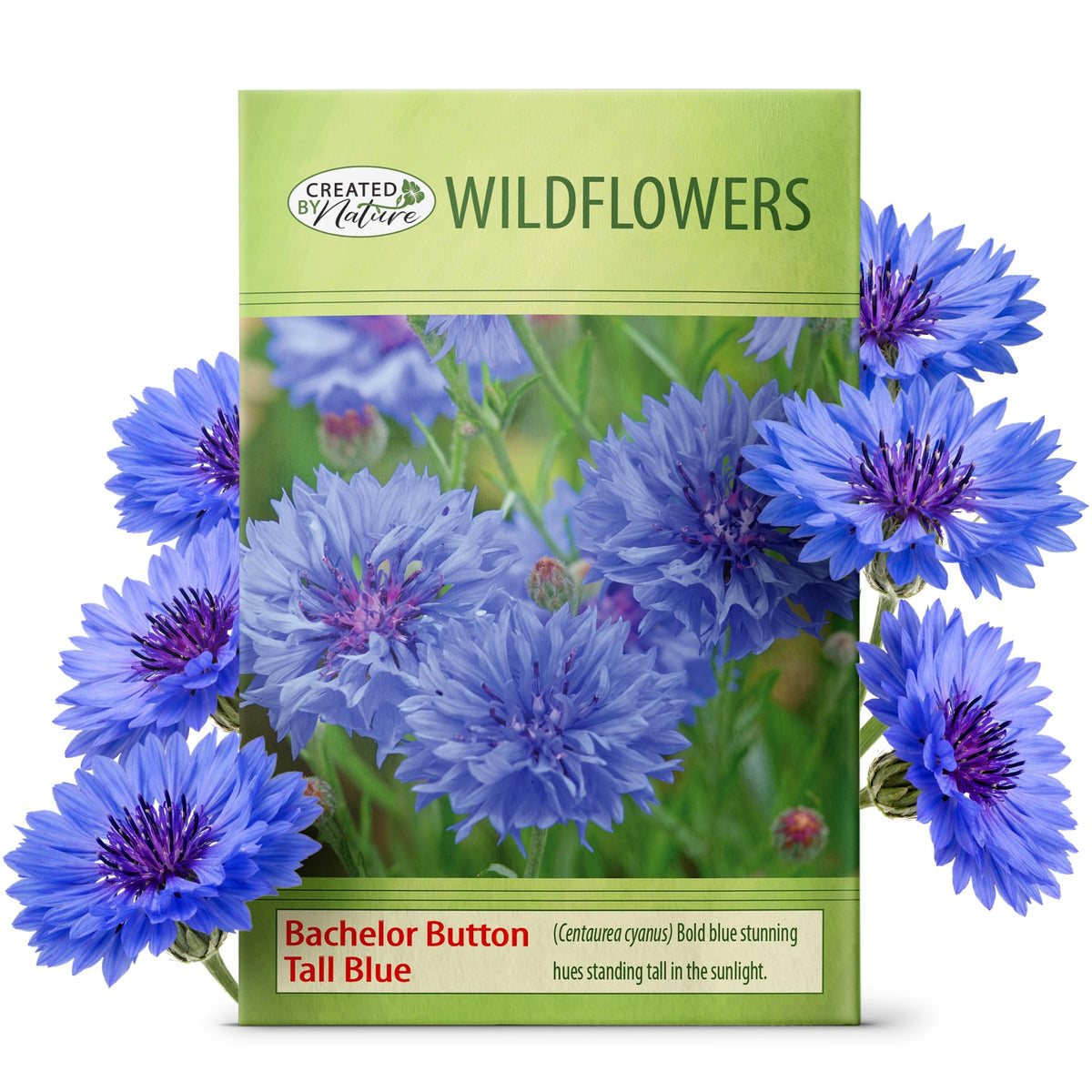 Created By Nature bachelor button tall blue blooms brighten borders and attract pollinators.