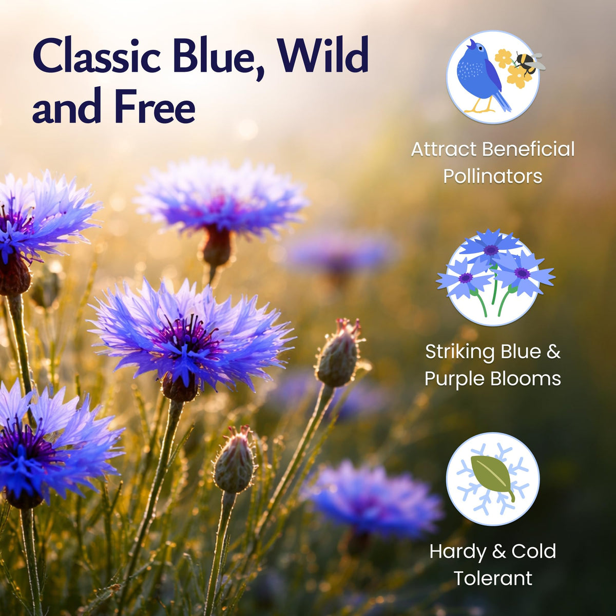 Created By Nature bachelor button tall blue seeds sprout into sun-loving blooms with minimal care.