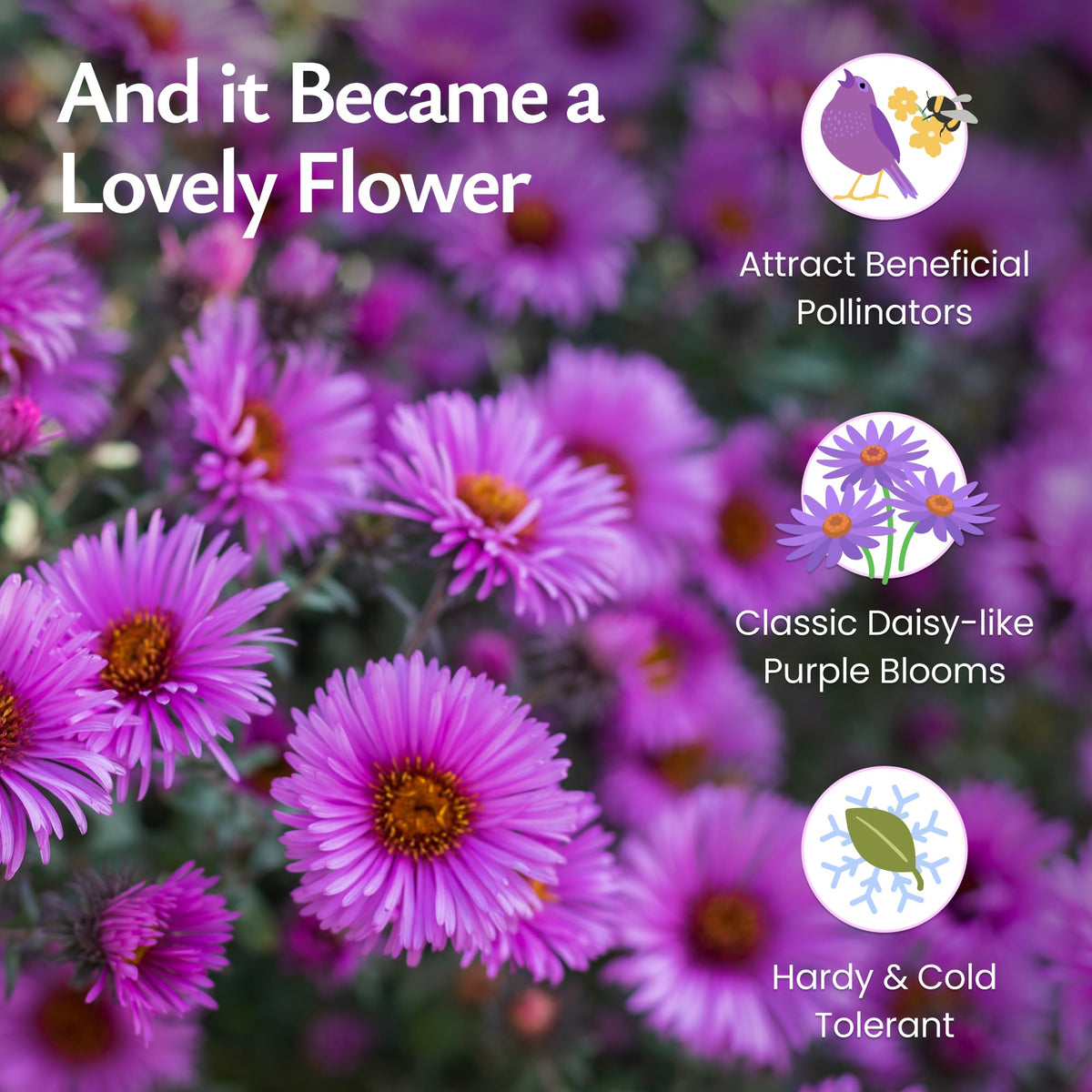 Created By Nature pollinator friendly seeds attract bees butterflies and hummingbirds.