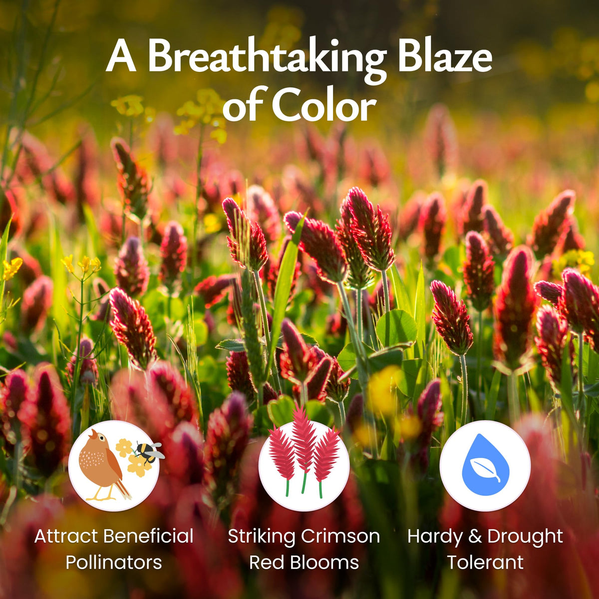 Created By Nature Crimson Clover in bloom along a bright garden border