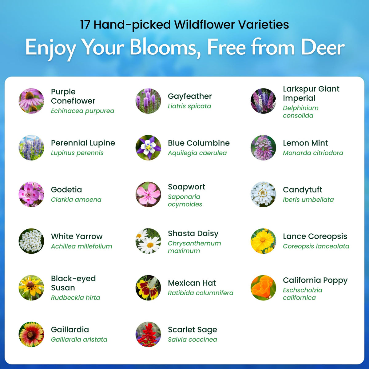 Created By Nature vibrant wildflowers blooming in a sunny garden bed