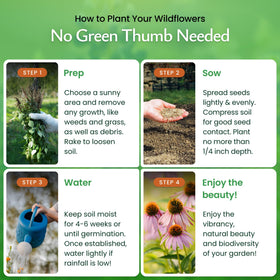 Created By Nature easy-grow Pennsylvania wildflowers, ideal for beginners and busy gardeners.