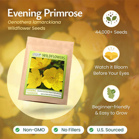 Created By Nature Evening Primrose Seeds scattered in a sunny garden bed for quick color.