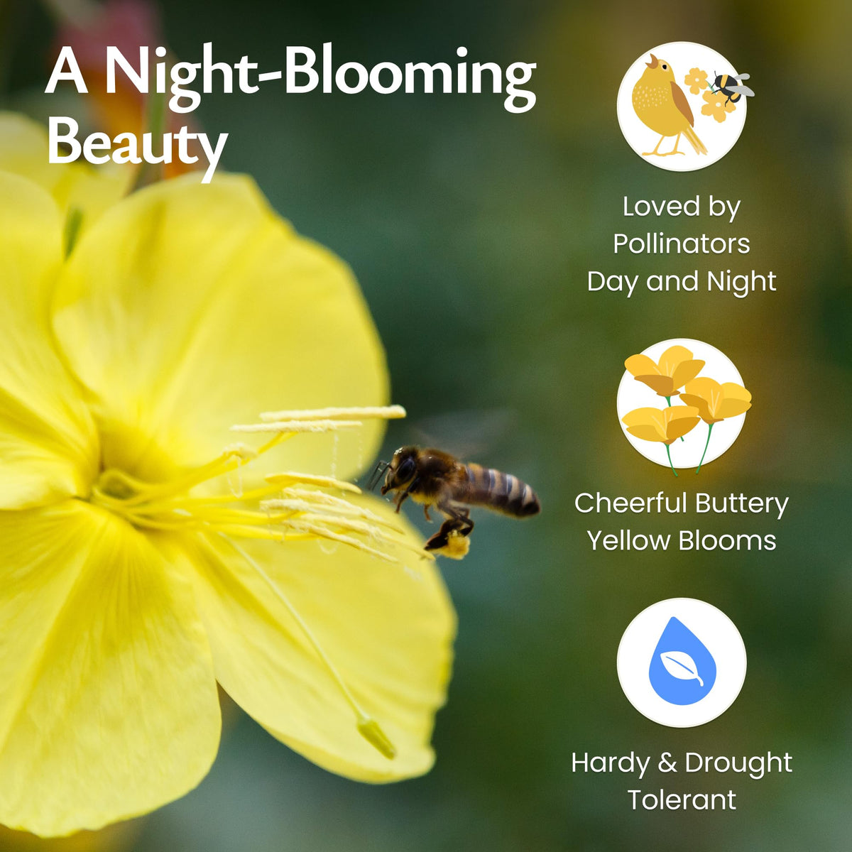 Created By Nature Evening Primrose Seeds germinating in well-drained soil with light exposure.