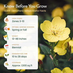 Created By Nature Evening Primrose Seeds brand assurance, USA-sourced non-GMO seeds.