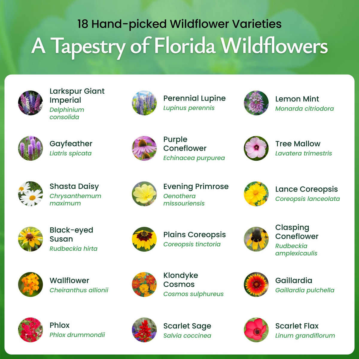 Created By Nature Florida Wildflower Seed Mix germination stage hinting at quick, colorful blooms.