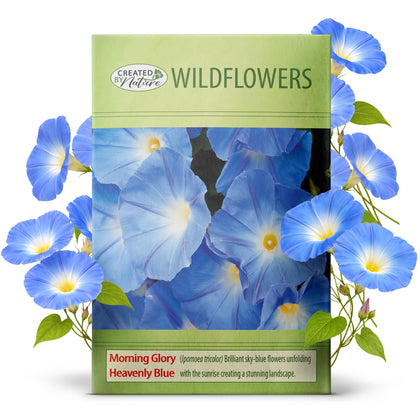 Created By Nature Morning Glory seeds: blue trumpet blooms on a trellis for vertical color and growth